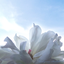email, sky flower © Lynne Medsker